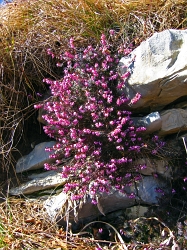 I fiori che segnano la fine dell'inverno, erica e primule - marzo 2012